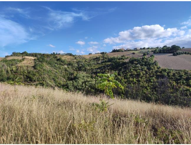 Anteprima foto 1 - Terreno Agricolo/Coltura in Vendita a Ripatransone - San Savino