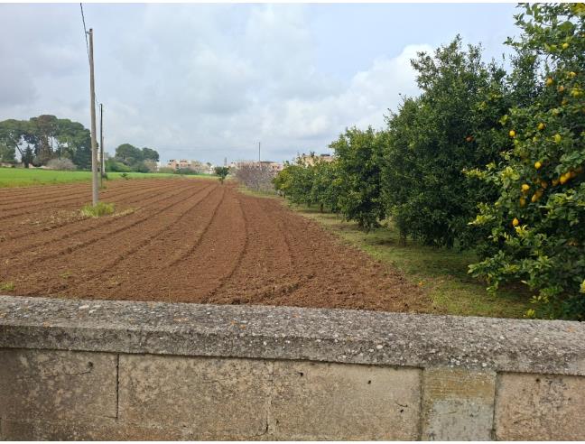 Anteprima foto 5 - Terreno Agricolo/Coltura in Vendita a San Cesario di Lecce (Lecce)