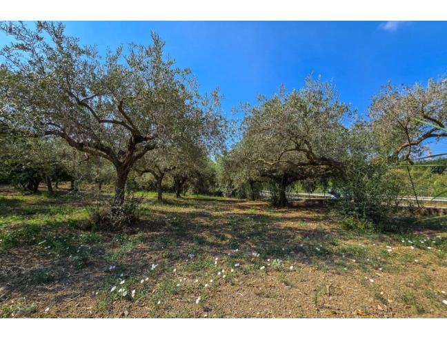 Anteprima foto 5 - Terreno Agricolo/Coltura in Vendita a San Filippo del Mela (Messina)