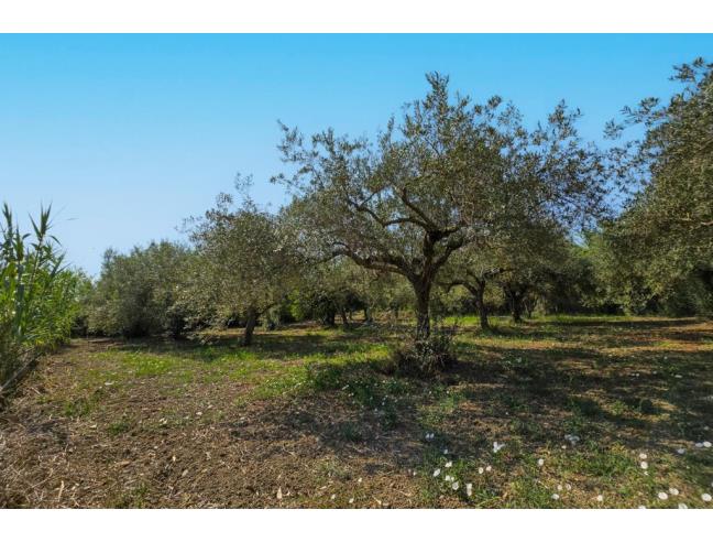 Anteprima foto 7 - Terreno Agricolo/Coltura in Vendita a San Filippo del Mela (Messina)