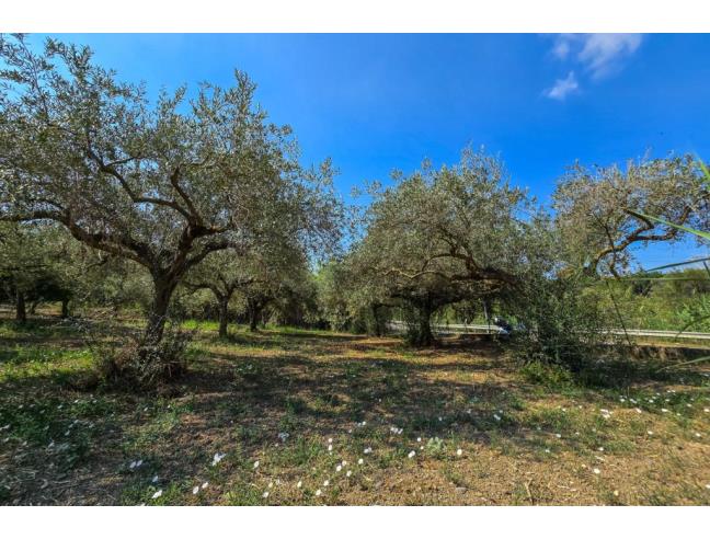 Anteprima foto 8 - Terreno Agricolo/Coltura in Vendita a San Filippo del Mela (Messina)