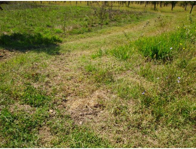 Anteprima foto 2 - Terreno Agricolo/Coltura in Vendita a San Martino Valle Caudina (Avellino)