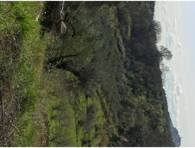 Anteprima foto 4 - Terreno Agricolo/Coltura in Vendita a San Polo dei Cavalieri (Roma)