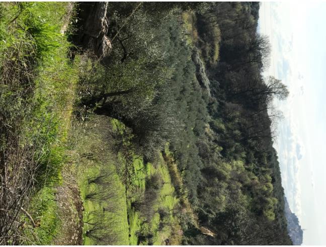 Anteprima foto 5 - Terreno Agricolo/Coltura in Vendita a San Polo dei Cavalieri (Roma)