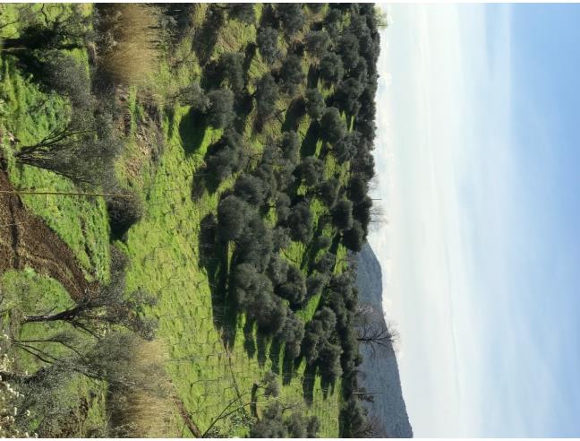 Anteprima foto 6 - Terreno Agricolo/Coltura in Vendita a San Polo dei Cavalieri (Roma)