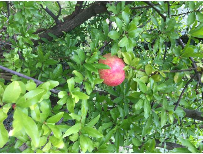 Anteprima foto 7 - Terreno Agricolo/Coltura in Vendita a San Polo dei Cavalieri (Roma)