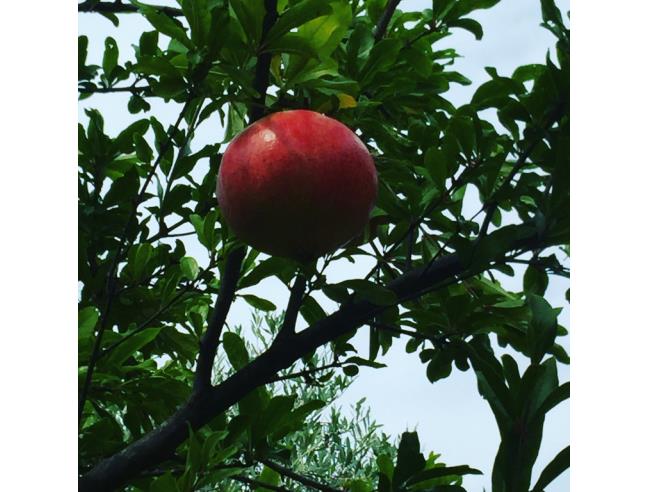 Anteprima foto 8 - Terreno Agricolo/Coltura in Vendita a San Polo dei Cavalieri (Roma)