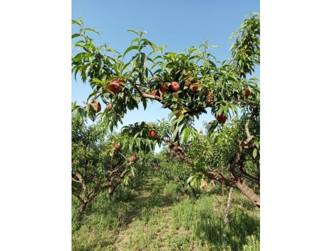 Anteprima foto 1 - Terreno Agricolo/Coltura in Vendita a San Sperate (Sud Sardegna)
