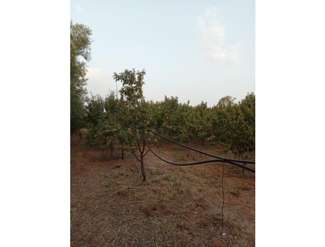 Anteprima foto 2 - Terreno Agricolo/Coltura in Vendita a San Sperate (Sud Sardegna)