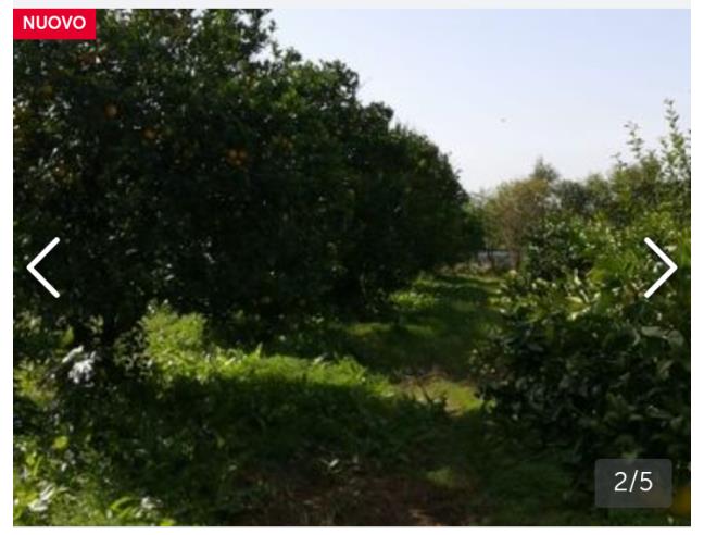 Anteprima foto 3 - Terreno Agricolo/Coltura in Vendita a San Sperate (Sud Sardegna)