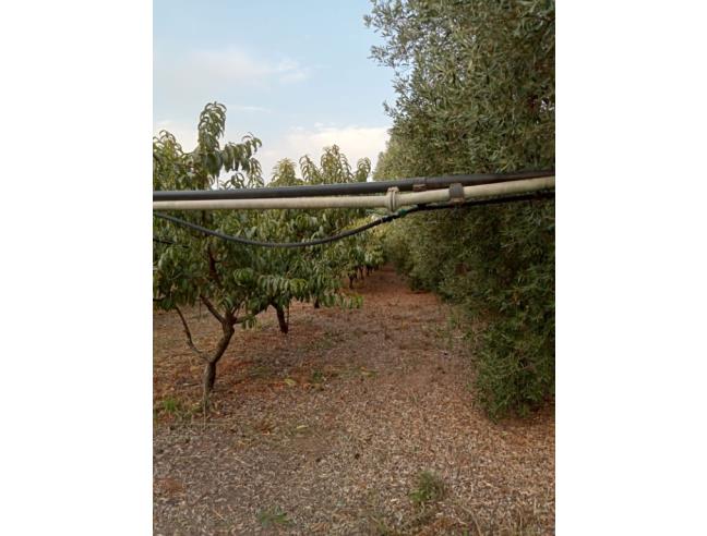 Anteprima foto 3 - Terreno Agricolo/Coltura in Vendita a San Sperate (Sud Sardegna)