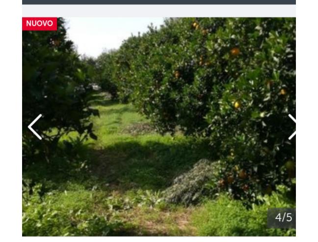 Anteprima foto 5 - Terreno Agricolo/Coltura in Vendita a San Sperate (Sud Sardegna)