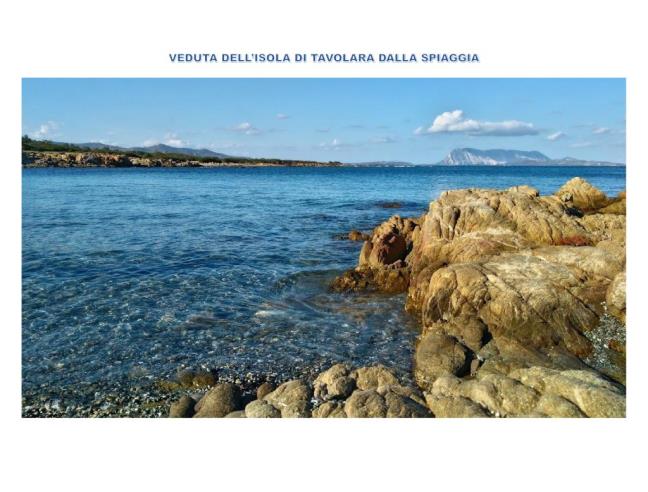 Anteprima foto 3 - Terreno Agricolo/Coltura in Vendita a San Teodoro - Caddu