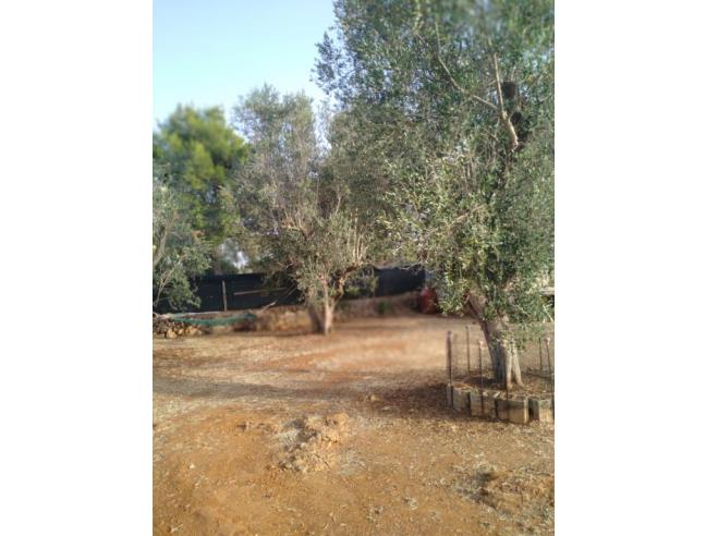 Anteprima foto 6 - Terreno Agricolo/Coltura in Vendita a Sannicola - Chiesanuova