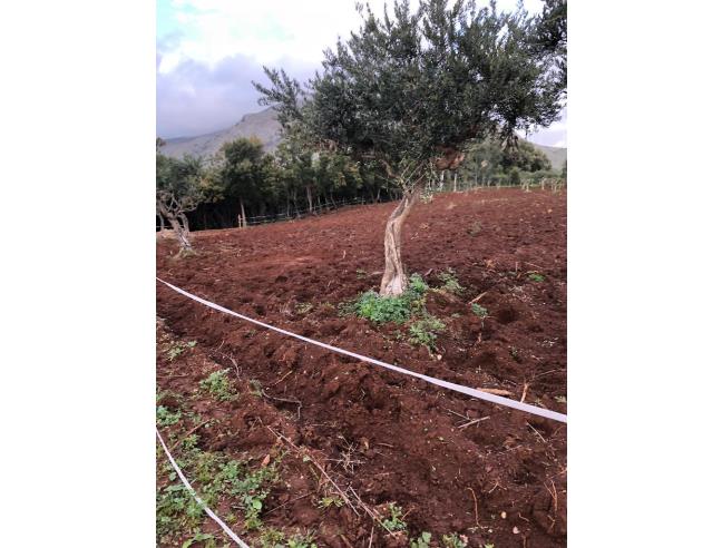 Anteprima foto 1 - Terreno Agricolo/Coltura in Vendita a Santa Domenica Talao (Cosenza)