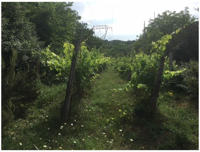 Anteprima foto 1 - Terreno Agricolo/Coltura in Vendita a Santa Maria a Monte (Pisa)