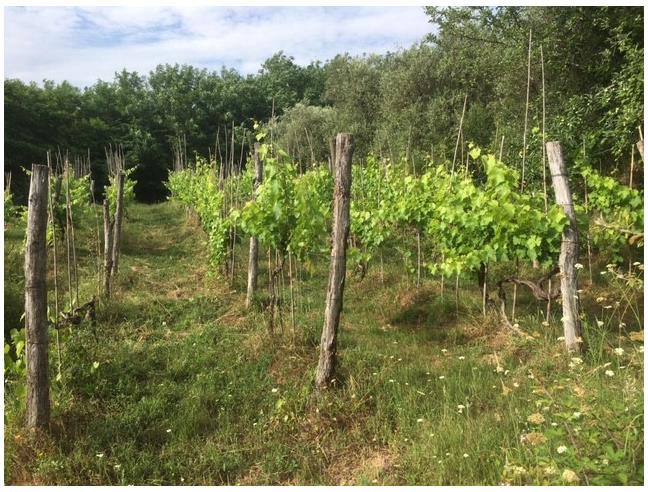 Anteprima foto 2 - Terreno Agricolo/Coltura in Vendita a Santa Maria a Monte (Pisa)