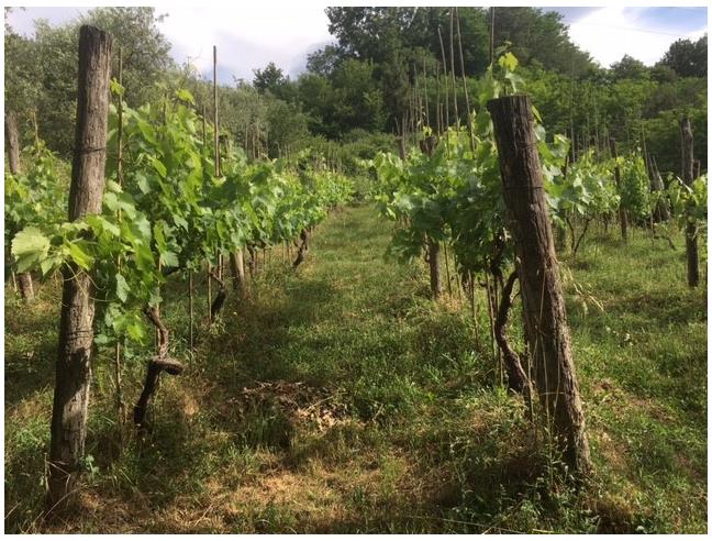 Anteprima foto 3 - Terreno Agricolo/Coltura in Vendita a Santa Maria a Monte (Pisa)