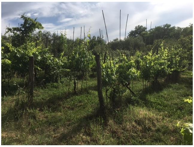 Anteprima foto 4 - Terreno Agricolo/Coltura in Vendita a Santa Maria a Monte (Pisa)