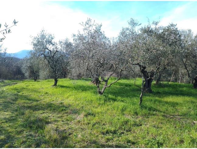 Anteprima foto 7 - Terreno Agricolo/Coltura in Vendita a Santa Maria a Monte (Pisa)