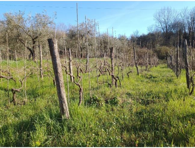 Anteprima foto 8 - Terreno Agricolo/Coltura in Vendita a Santa Maria a Monte (Pisa)