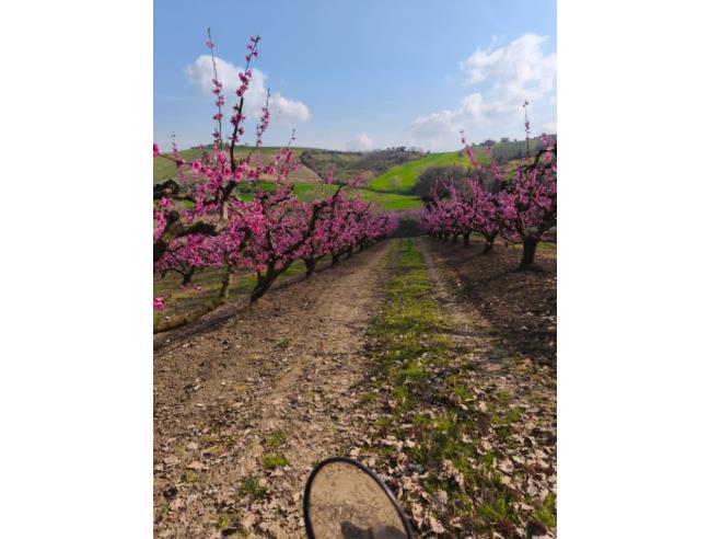 Anteprima foto 2 - Terreno Agricolo/Coltura in Vendita a Santarcangelo di Romagna (Rimini)
