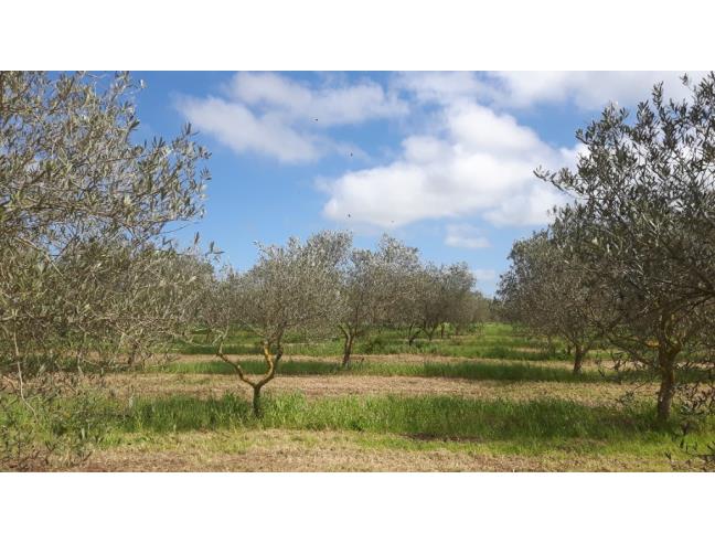 Anteprima foto 2 - Terreno Agricolo/Coltura in Vendita a Sassari - Campanedda