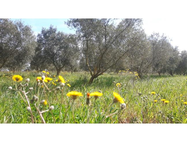 Anteprima foto 4 - Terreno Agricolo/Coltura in Vendita a Sassari - Campanedda