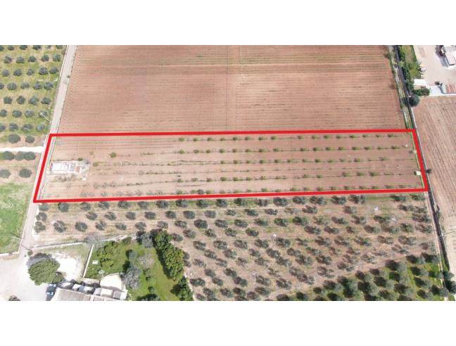 Anteprima foto 4 - Terreno Agricolo/Coltura in Vendita a Sava (Taranto)