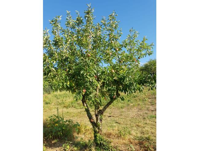 Anteprima foto 1 - Terreno Agricolo/Coltura in Vendita a Scandicci - Mosciano