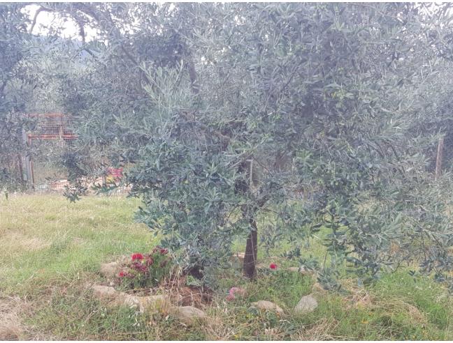 Anteprima foto 5 - Terreno Agricolo/Coltura in Vendita a Scandicci - Mosciano
