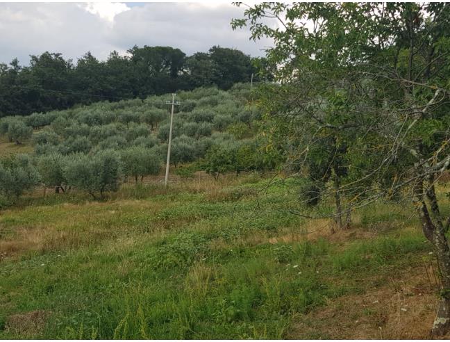 Anteprima foto 7 - Terreno Agricolo/Coltura in Vendita a Scandicci - Mosciano