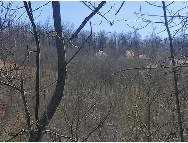 Anteprima foto 2 - Terreno Agricolo/Coltura in Vendita a Serramazzoni - Riccò