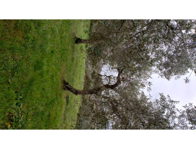Anteprima foto 2 - Terreno Agricolo/Coltura in Vendita a Sezze (Latina)