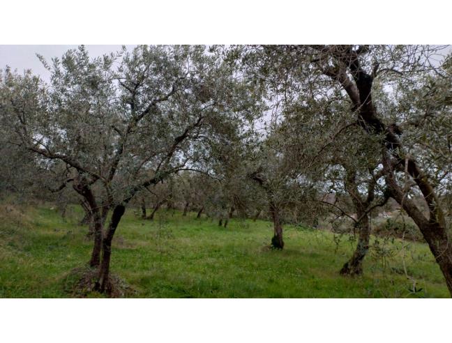 Anteprima foto 2 - Terreno Agricolo/Coltura in Vendita a Sezze (Latina)