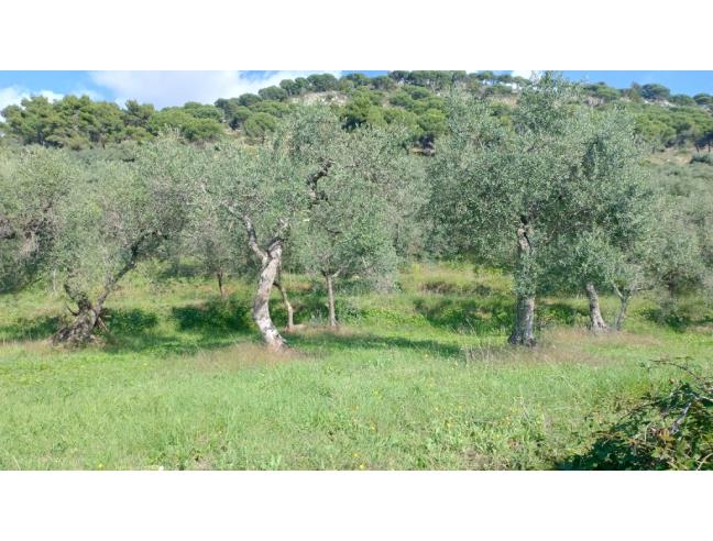 Anteprima foto 4 - Terreno Agricolo/Coltura in Vendita a Sezze (Latina)
