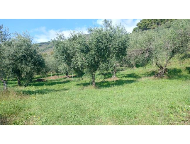 Anteprima foto 5 - Terreno Agricolo/Coltura in Vendita a Sezze (Latina)