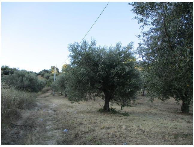 Anteprima foto 1 - Terreno Agricolo/Coltura in Vendita a Spoltore (Pescara)