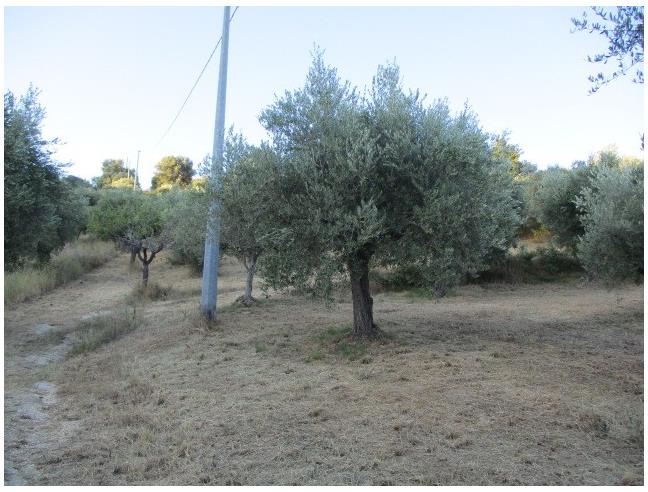Anteprima foto 2 - Terreno Agricolo/Coltura in Vendita a Spoltore (Pescara)