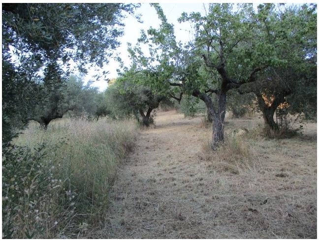 Anteprima foto 3 - Terreno Agricolo/Coltura in Vendita a Spoltore (Pescara)