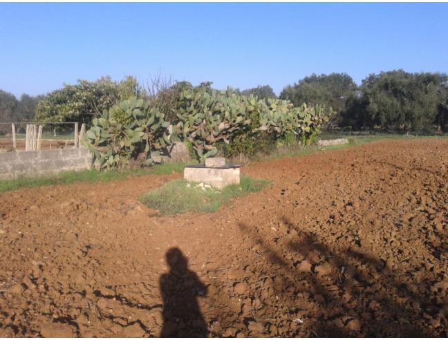 Anteprima foto 3 - Terreno Agricolo/Coltura in Vendita a Supersano (Lecce)