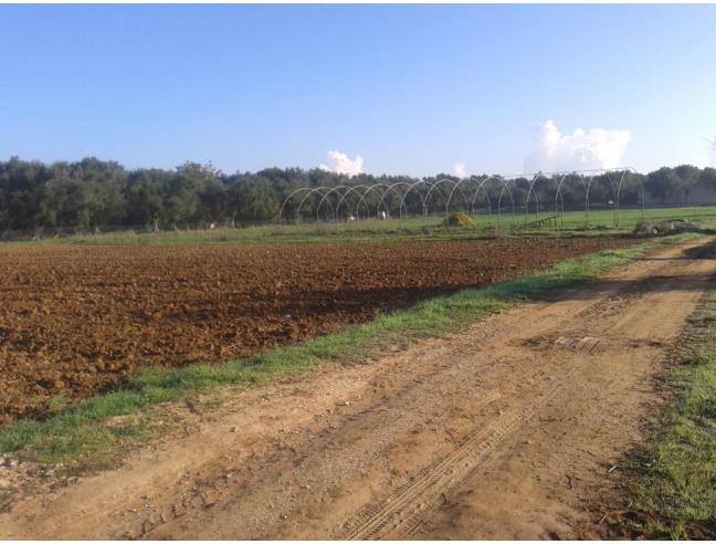 Anteprima foto 4 - Terreno Agricolo/Coltura in Vendita a Supersano (Lecce)