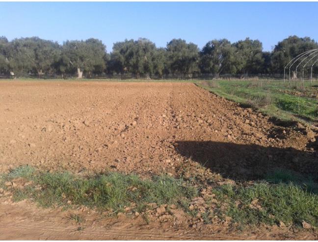Anteprima foto 5 - Terreno Agricolo/Coltura in Vendita a Supersano (Lecce)