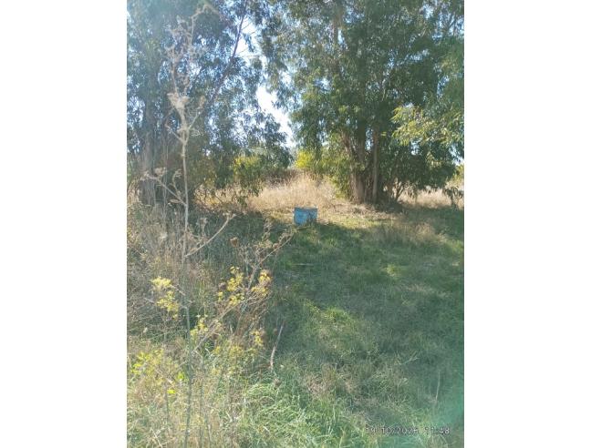 Anteprima foto 2 - Terreno Agricolo/Coltura in Vendita a Tarquinia (Viterbo)
