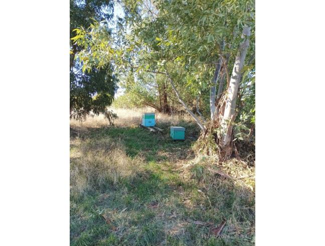 Anteprima foto 3 - Terreno Agricolo/Coltura in Vendita a Tarquinia (Viterbo)