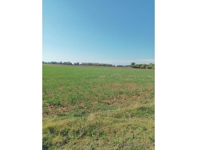 Anteprima foto 4 - Terreno Agricolo/Coltura in Vendita a Tarquinia (Viterbo)