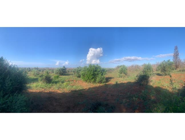 Anteprima foto 1 - Terreno Agricolo/Coltura in Vendita a Taurisano (Lecce)