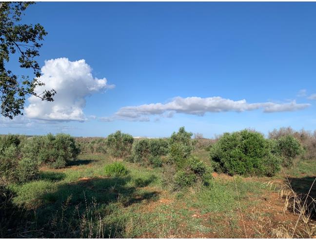 Anteprima foto 4 - Terreno Agricolo/Coltura in Vendita a Taurisano (Lecce)