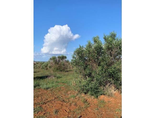 Anteprima foto 5 - Terreno Agricolo/Coltura in Vendita a Taurisano (Lecce)