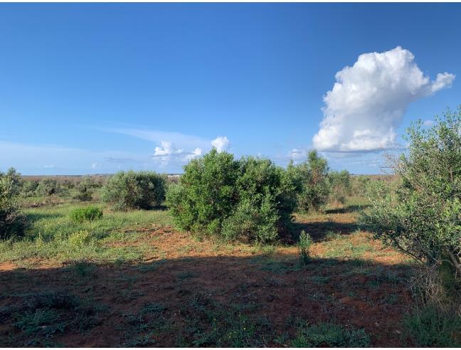 Anteprima foto 6 - Terreno Agricolo/Coltura in Vendita a Taurisano (Lecce)